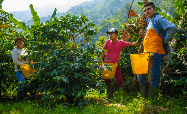 Imagen ilustrativa: Colombia debe sembrar su fortaleza alimentaria