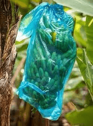 Imagen de Bolsas de protección de plátano