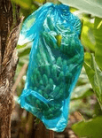 Miniatura 1 del producto Bolsas de protección de plátano de Distribuidora Agrobiologicos Del Quindio