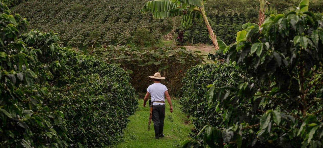 Imagen ilustrativa: Las exportaciones de origen agropecuario impulsan las ventas externas de Colombia en el arranque de 2025
