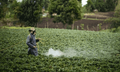 Imagen ilustrativa de la noticia ¿Los fertilizantes químicos son los mejores aliados o una amenaza para la agricultura?