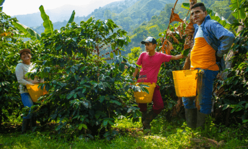 Imagen ilustrativa de la noticia Colombia debe sembrar su fortaleza alimentaria