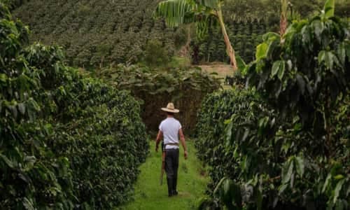 Imagen ilustrativa de la noticia Las exportaciones de origen agropecuario impulsan las ventas externas de Colombia en el arranque de 2025