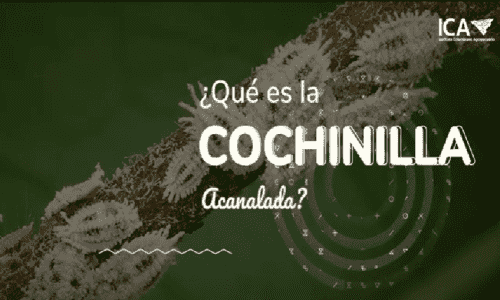 Imagen ilustrativa de la noticia Mariquitas que salvan cultivos en Providencia 🐞 | Control natural sin químicos