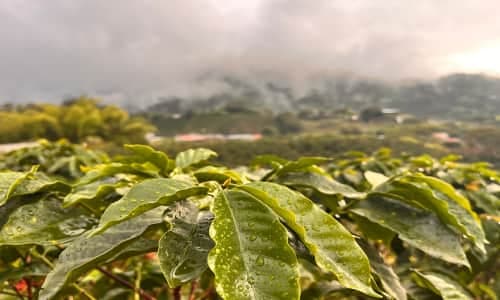 Imagen ilustrativa de la noticia Colombia obtiene una certificación para exportar café y cacao al Medio Oriente