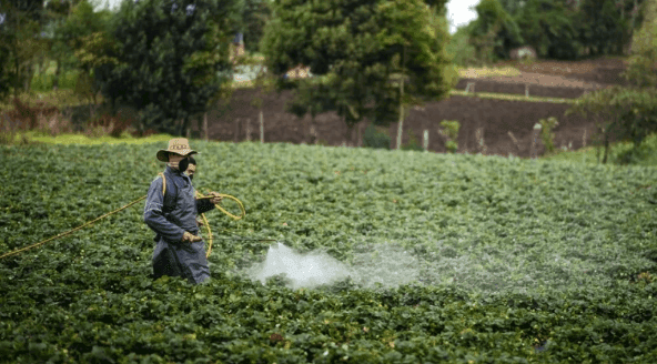 Imagen ilustrativa: ¿Los fertilizantes químicos son los mejores aliados o una amenaza para la agricultura?