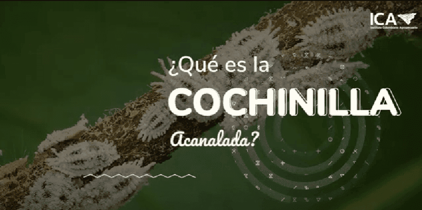 Imagen ilustrativa: Mariquitas que salvan cultivos en Providencia 🐞 | Control natural sin químicos