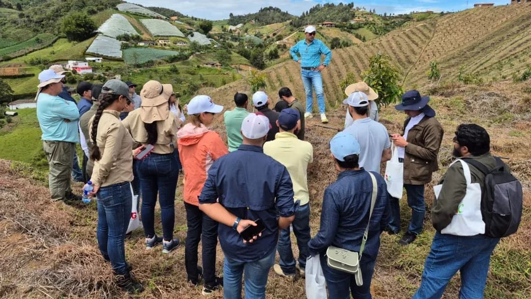 Imagen ilustrativa: Colombia lanza primer cultivo demostrativo de aguacate Hass en alta densidad con tecnología israelí