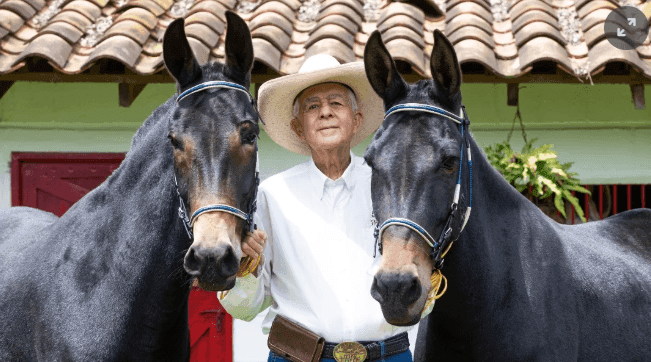 Imagen ilustrativa: Ovidio Osorio tiene 87 años y lleva años siendo el papá de las mulas en Colombia