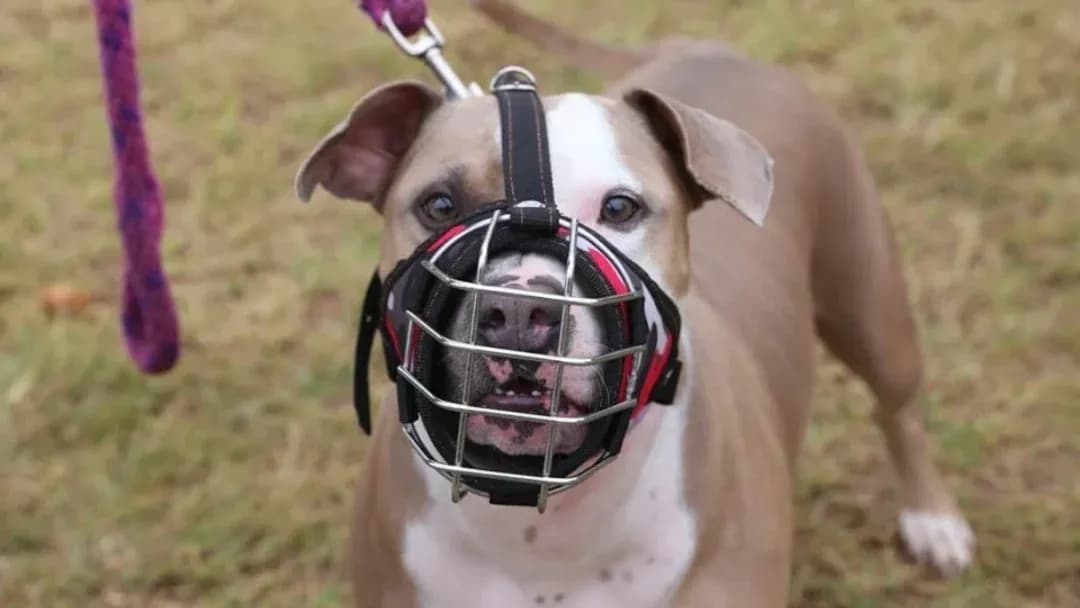 Imagen ilustrativa: Esta es la guía para sus mascotas de manejo especial para evitar accidentes